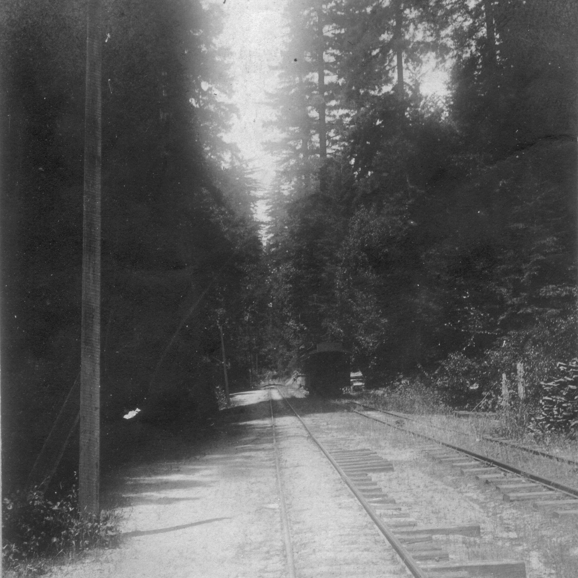 Big Trees circa 1900