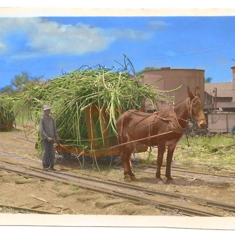 Waianae Sugar Company