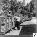 Train hauling grapes from vineyard to private R.R. spur for eastern shipment, Guasti, Calif.