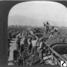 Loading "gondola" R.R. cars to haul grapes to winery to make sacramental and medicinal wines, Guasti, Calif.