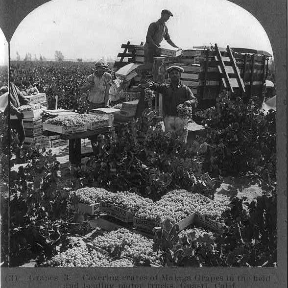 Covering crates of Malaga grapes in the field and loading motor trucks, Guasti, Calif.