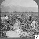 Picking and packing Malaga grapes at a 5,000 acre vineyard at Guasti, Calif.