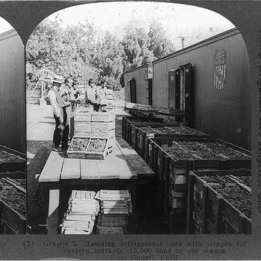 Loading refrigerator cars with grapes for eastern markets, 15,000 tons in one season from Guasti, Calif.